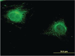 Anti-ZNF239 Mouse Monoclonal Antibody [clone: 2D9]