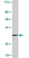 Anti-CALM3 Mouse Monoclonal Antibody [clone: 1E2]