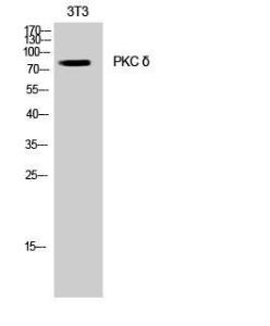 Antibody anti-PKCD 100 µg