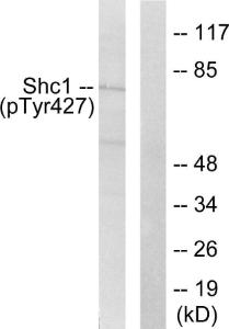 Western blot analysis of lysates from 293 cells treated with EGF 200 ng/ml 5' using Anti-Shc (phospho Tyr427) Antibody. The right hand lane represents a negative control, where the antibody is blocked by the immunising peptide