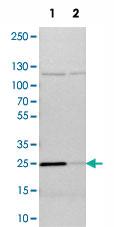 Anti-PGRMC1 Rabbit Polyclonal Antibody