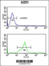 Anti-HOXC6 Rabbit Polyclonal Antibody (FITC (Fluorescein Isothiocyanate))