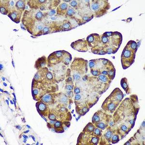 Immunohistochemistry analysis of paraffin-embedded mouse pancreas using Anti-ALG5 Antibody (A307584) at a dilution of 1:100 (40x lens). Perform microwave antigen retrieval with 10 mM PBS buffer pH 7.2 before commencing with IHC staining protocol.