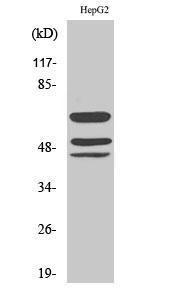 Western blot analysis of various cells using Anti-Shc (phospho Tyr427) Antibody