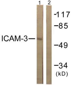 Western blot analysis of lysates from NIH/3T3 cells, treated with TNF-a 20ng/ml 5' using Anti-CD50 Antibody. The right hand lane represents a negative control, where the antibody is blocked by the immunising peptide.