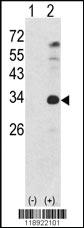 Anti-NANOG Rabbit Polyclonal Antibody