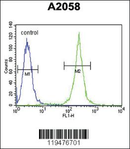 Anti-CNN3 Rabbit Polyclonal Antibody