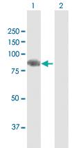 Anti-SEMA4F Mouse Polyclonal Antibody