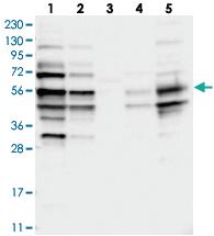 Anti-SDE2 Rabbit Polyclonal Antibody