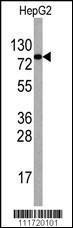 Anti-EIF4B Rabbit polyclonal antibody