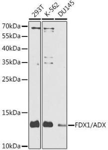 Western blot analysis of extracts of various cell lines, using Anti-ADX Antibody (A10807) at 1:1000 dilution