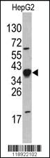 Anti-NANOG Rabbit Polyclonal Antibody