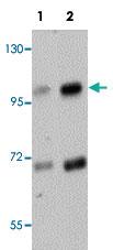 Anti-SLFN14 Rabbit Polyclonal Antibody