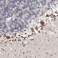 Anti-NPAS3 Rabbit Polyclonal Antibody