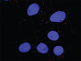 Anti-PTK2 + CRKL Antibody Pair