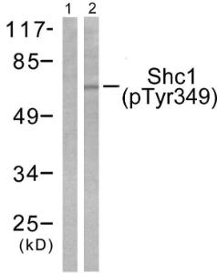 Western blot analysis of lysates from 293 cells treated with EGF 200ng/ml 30' using Anti-Shc (phospho Tyr349) Antibody. The left hand lane represents a negative control, where the antibody is blocked by the immunising peptide