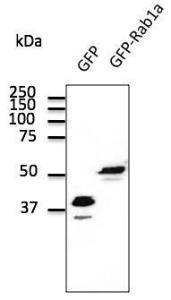 Transfected 293HEK cell lysates detected with Anti-GFP Antibody at a 1:2,000 dilution. Lysates at 100 µg per lane and rabbit anti-goat IgG Antibody (HRP) at a 1:10000 dilution