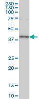 Anti-TFAP4 Mouse Monoclonal Antibody [clone: 7A10]