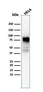 Western blot analysis of HeLa cell lysate using Anti-CD44 Antibody [SPM544]