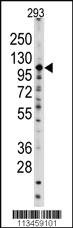 Anti-SALL4 Rabbit Polyclonal Antibody