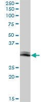 Anti-GIMAP5 Mouse Polyclonal Antibody