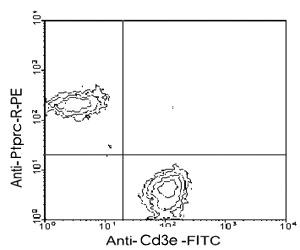 Anti-PTPRC Rat Monoclonal Antibody [clone: RA3-6B2]