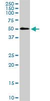 Anti-SH3GLB1 Rabbit Polyclonal Antibody