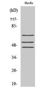 Western blot analysis of various cells using Anti-Shc (phospho Tyr349) Antibody