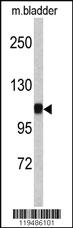 Anti-CTNA1 Rabbit Polyclonal Antibody