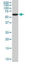 Anti-FAAH Mouse Monoclonal Antibody [clone: 4H8]