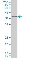 Anti-IRX3 Mouse Monoclonal Antibody [clone: 3D8]