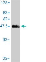 Anti-KCNE4 Mouse Monoclonal Antibody [clone: 1D7]