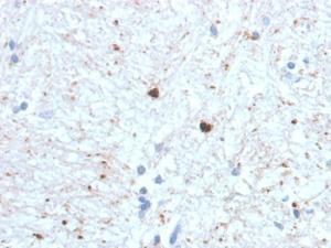 Anti-Ubiquitin Mouse Monoclonal Antibody [clone: UBB/1748]