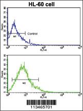 Anti-SLC2A2 Rabbit Polyclonal Antibody