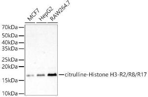 Western blot analysis of variou