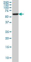 Anti-FAAH Mouse Monoclonal Antibody [clone: 4H8]