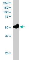 Anti-FOXQ1 Goat Polyclonal Antibody