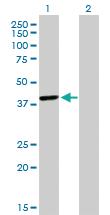 Anti-TFAP4 Mouse Monoclonal Antibody [clone: 7A10]