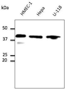 HMEC-1, Hepa 1-6, and U-118 cell lysates detected with Anti-GADPH Antibody at a 1:1000 dilution. Lysates at 100 µg per lane and rabbit anti-goat IgG antibody (HRP) at a 1:10000 dilution