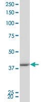 Anti-PBK Rabbit Polyclonal Antibody