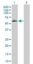 Anti-SH3GLB1 Rabbit Polyclonal Antibody