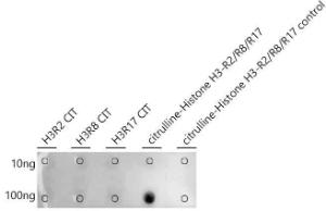 Dot blot analysis of a mixture of peptides using Anti-Histone H3 Antibody (A308565) at a 1: 680 dilution