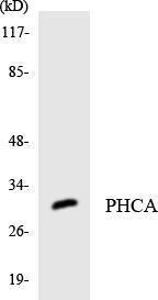 Western blot analysis of the lysates from HT 29 cells using Anti-PHCA Antibody