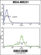 Anti-ACR Rabbit Polyclonal Antibody