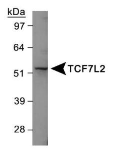 Anti-TCF7L2 Rabbit Polyclonal Antibody