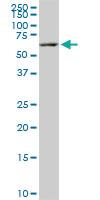 Anti-FAAH Mouse Monoclonal Antibody [clone: 4H8]