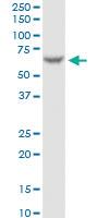 Anti-FAAH Mouse Monoclonal Antibody [clone: 4H8]