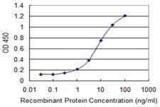 Anti-RPN1 Mouse Monoclonal Antibody [clone: 4B1-1E6]