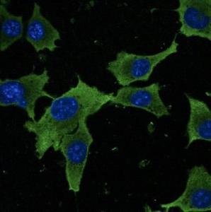 Hepa 1-6 cells, fixed with methanol, stained with Anti-GAPDH Antibody at a 1:50 dilution