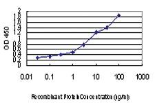 Anti-FAAH Mouse Monoclonal Antibody [clone: 4H8]